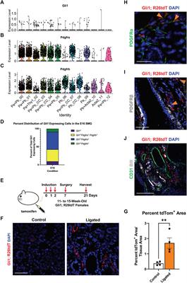 Identifying fibrogenic cells following salivary gland obstructive injury